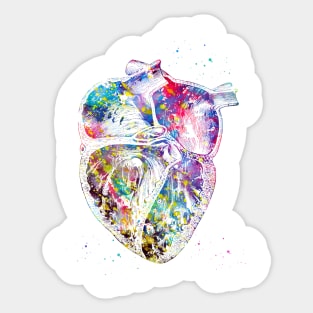 Heart section Sticker